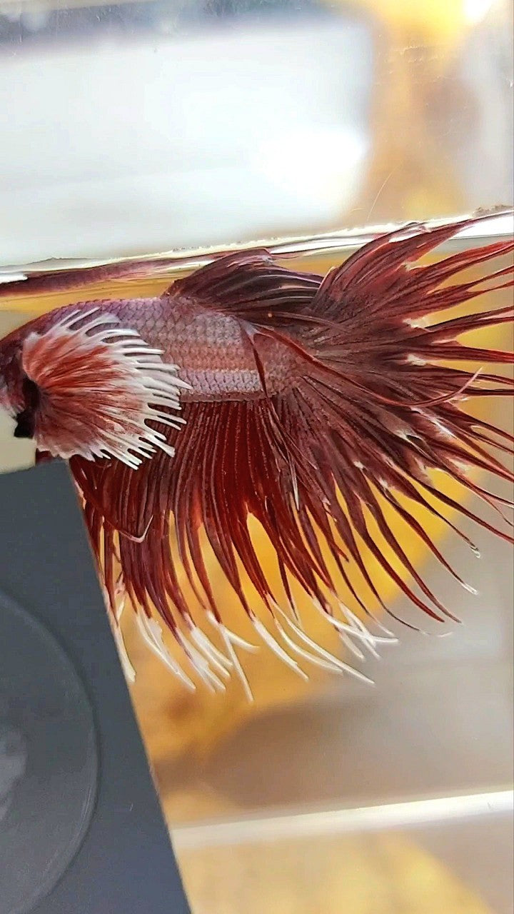 CROWNTAIL DUMBO EAR ROSEGOLD COPPER BETTA FISH