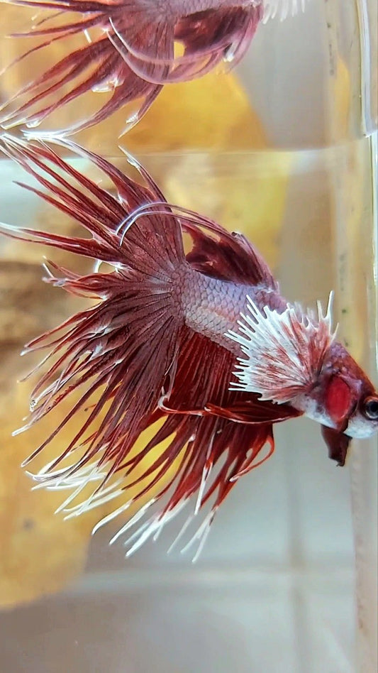CROWNTAIL DUMBO EAR ROSEGOLD COPPER BETTA FISH