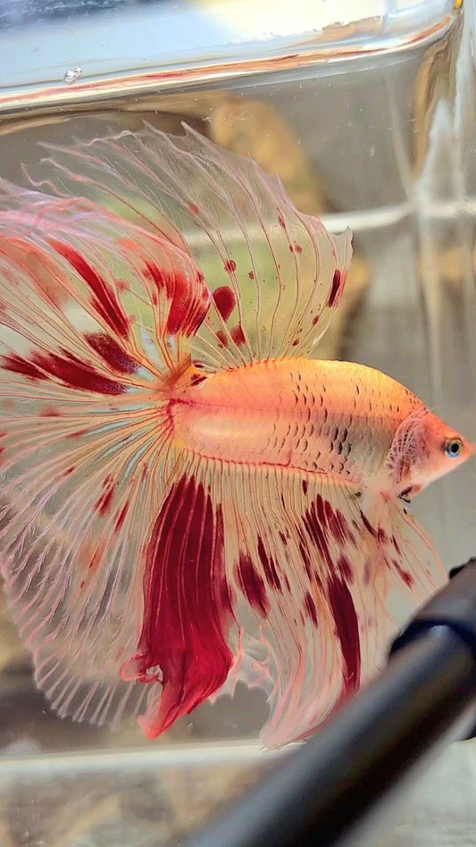 XL HALFMOON OVERTAIL ROSETAIL ARMAGEDDON VANDA BETTA FISH