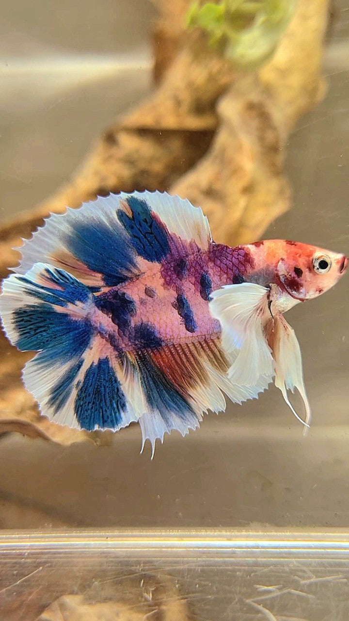 PLAKAT DOUBLE TAIL DUMBO EAR BLUE CANDY MULTICOLOR BETTA FISH