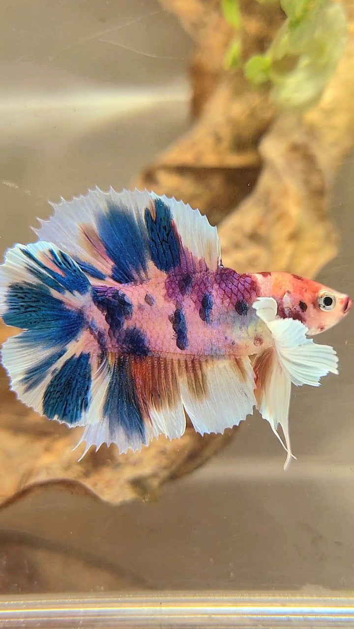 PLAKAT DOUBLE TAIL DUMBO EAR BLUE CANDY MULTICOLOR BETTA FISH