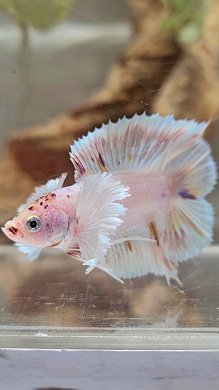 PLAKAT DOUBLE TAIL SUPER DUMBO EAR WHITE COLOR WASH BETTA FISH