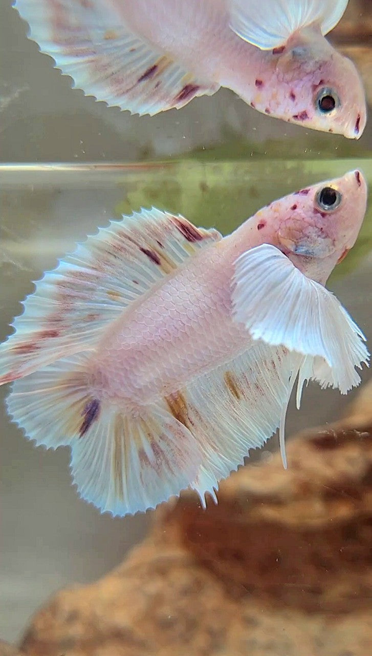 PLAKAT DOUBLE TAIL SUPER DUMBO EAR WHITE COLOR WASH BETTA FISH