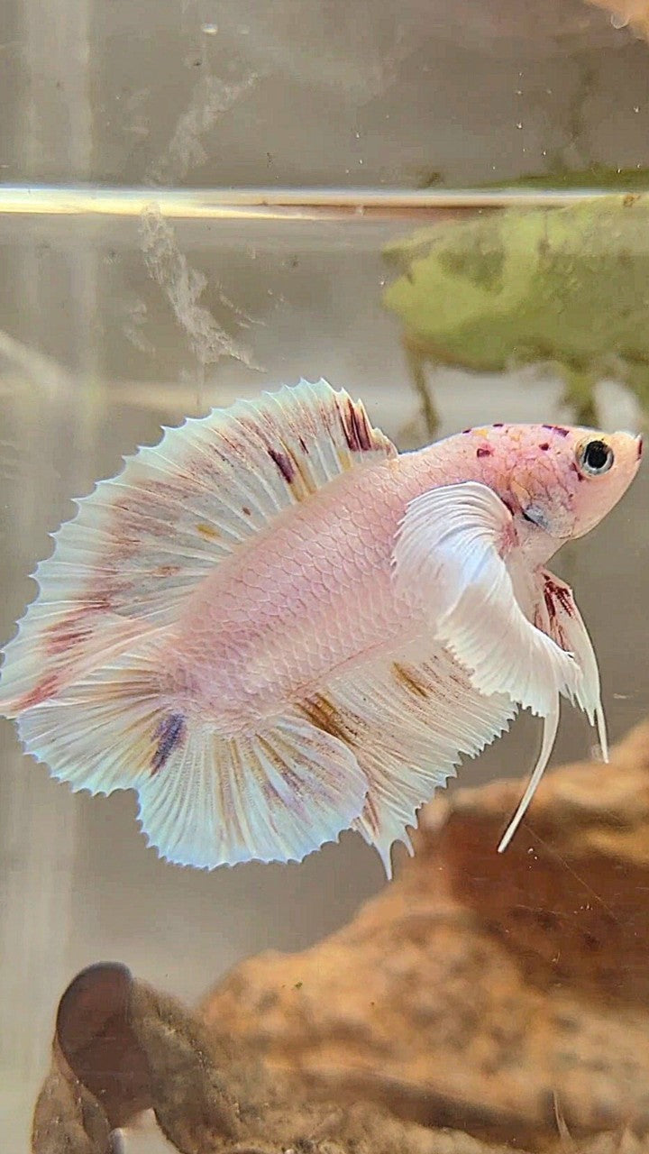 PLAKAT DOUBLE TAIL SUPER DUMBO EAR WHITE COLOR WASH BETTA FISH