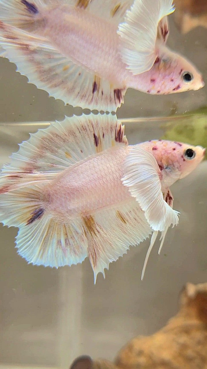 PLAKAT DOUBLE TAIL SUPER DUMBO EAR WHITE COLOR WASH BETTA FISH