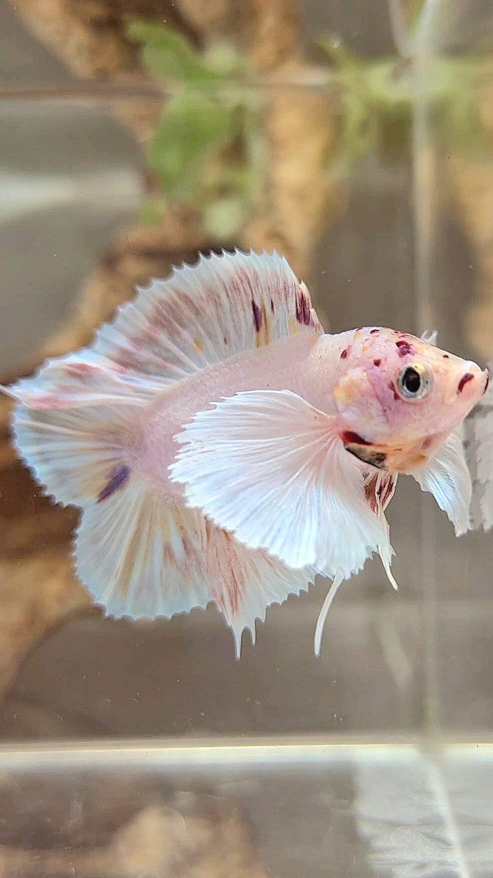 PLAKAT DOUBLE TAIL SUPER DUMBO EAR WHITE COLOR WASH BETTA FISH