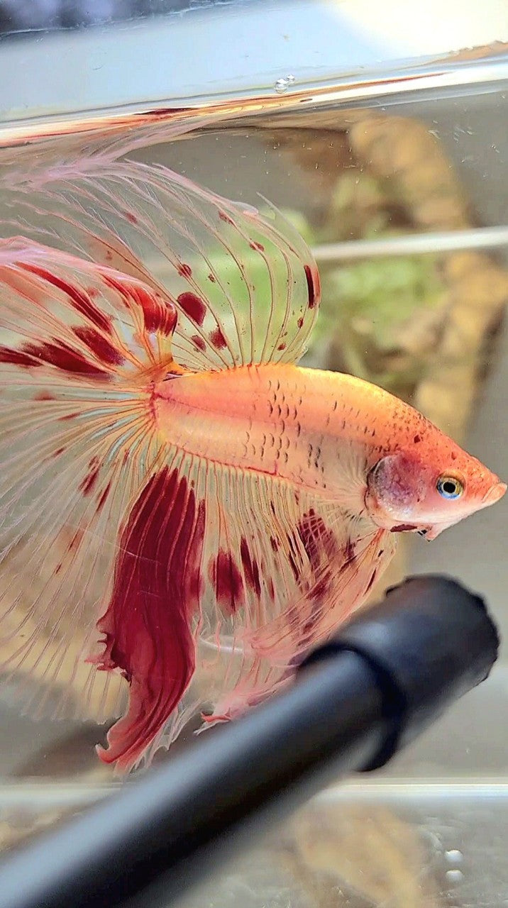 XL HALFMOON OVERTAIL ROSETAIL ARMAGEDDON VANDA BETTA FISH