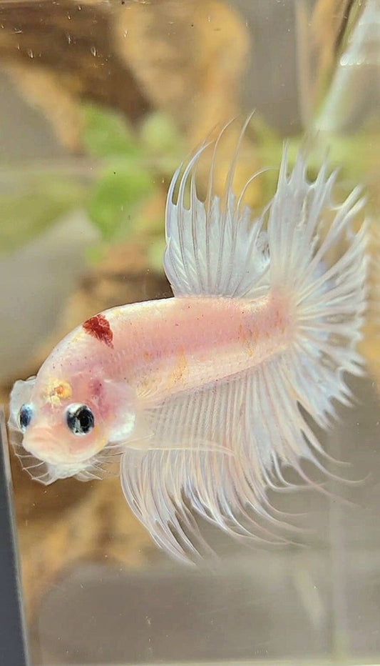 CROWNTAIL RED TANCHO KOI BETTA FISH