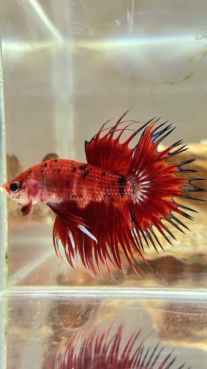 CROWNTAIL RED TIGER MULTICOLOR BETTA FISH – Rare Betta Fish Store