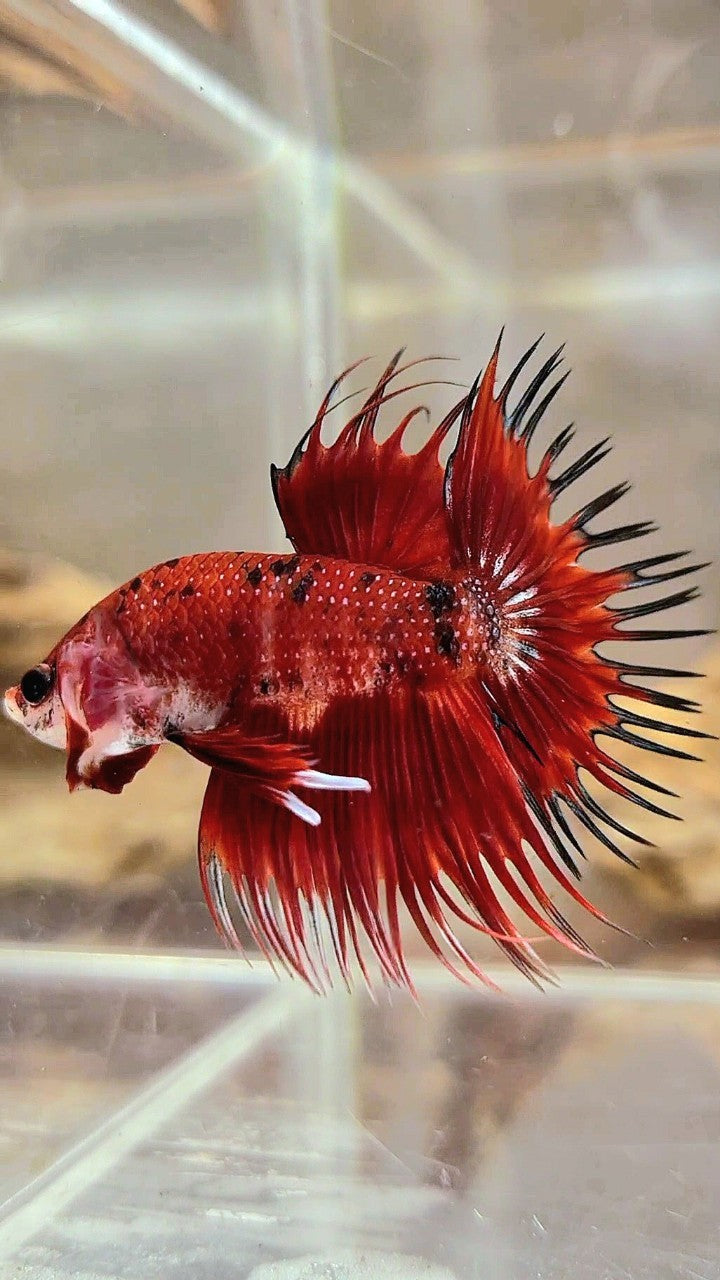 CROWNTAIL RED TIGER MULTICOLOR BETTA FISH