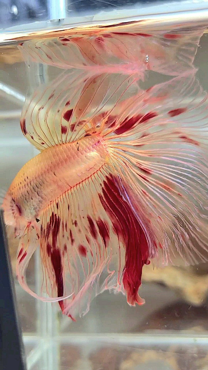 Vanda Color Betta XL HALFMOON OVERTAIL ROSETAIL ARMAGEDDON VANDA BETTA FISH – Rare Betta ...