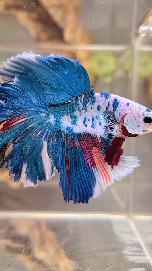 HALFMOON ROSETAIL BLAUER FANTASTISCHER MEHRFARBIGER BETTA-FISCH