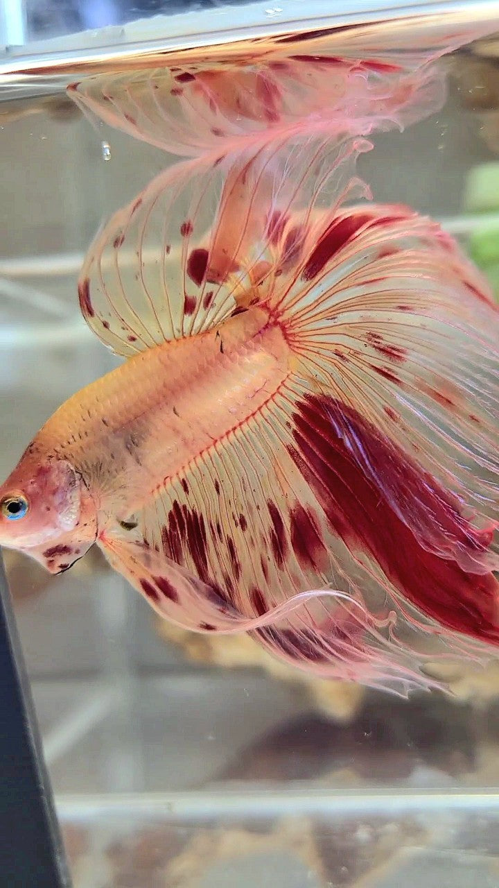 XL HALFMOON OVERTAIL ROSETAIL ARMAGEDDON VANDA BETTA FISH