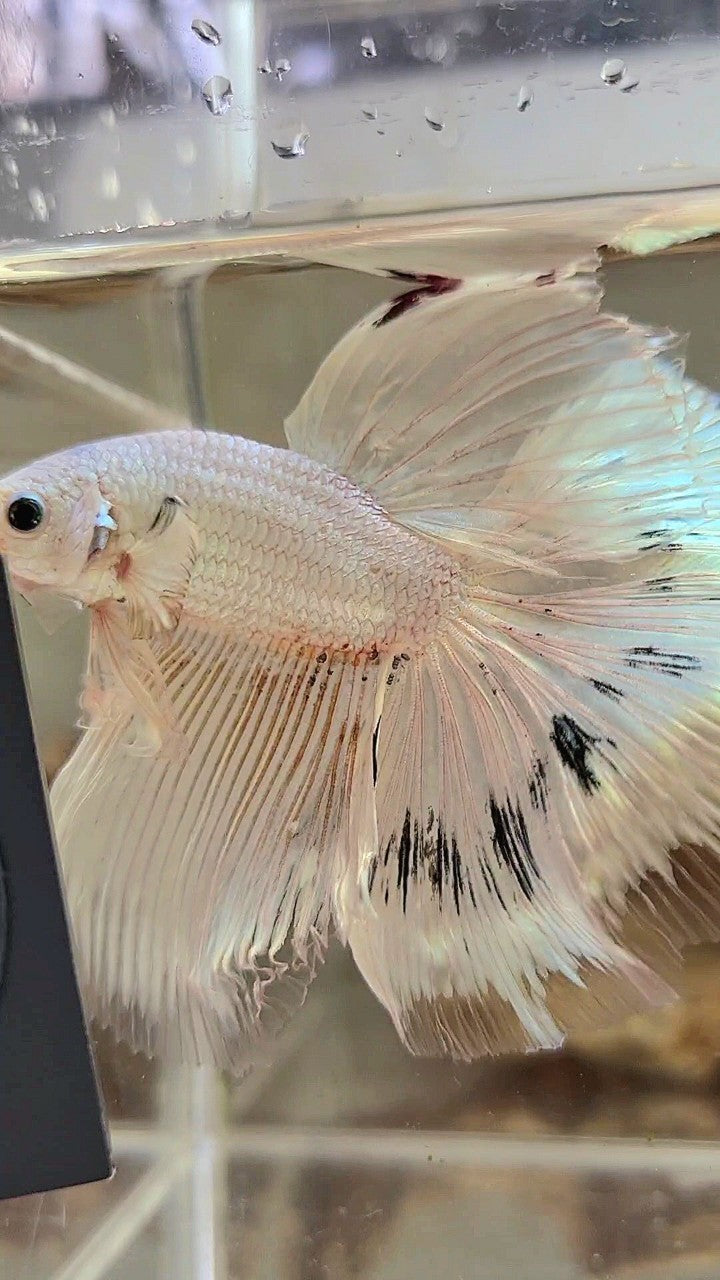 XL HALFMOON ROSETAIL WHITE BLACK WASH WHITE PLATINUM BETTA FISH