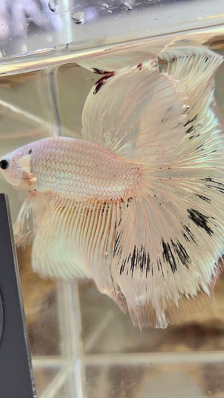 XL HALFMOON ROSETAIL WHITE BLACK WASH WHITE PLATINUM BETTA FISH