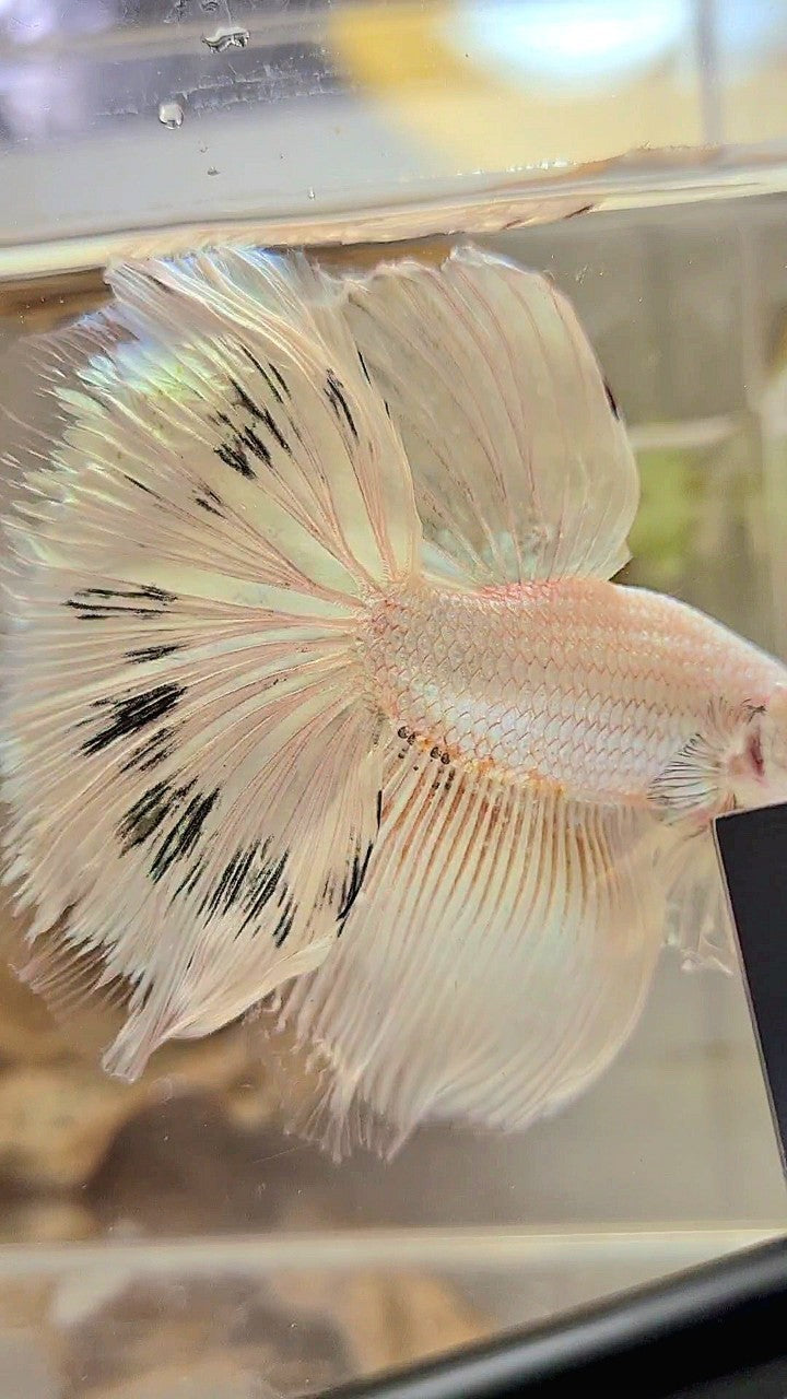 XL HALFMOON ROSETAIL WHITE BLACK WASH WHITE PLATINUM BETTA FISH