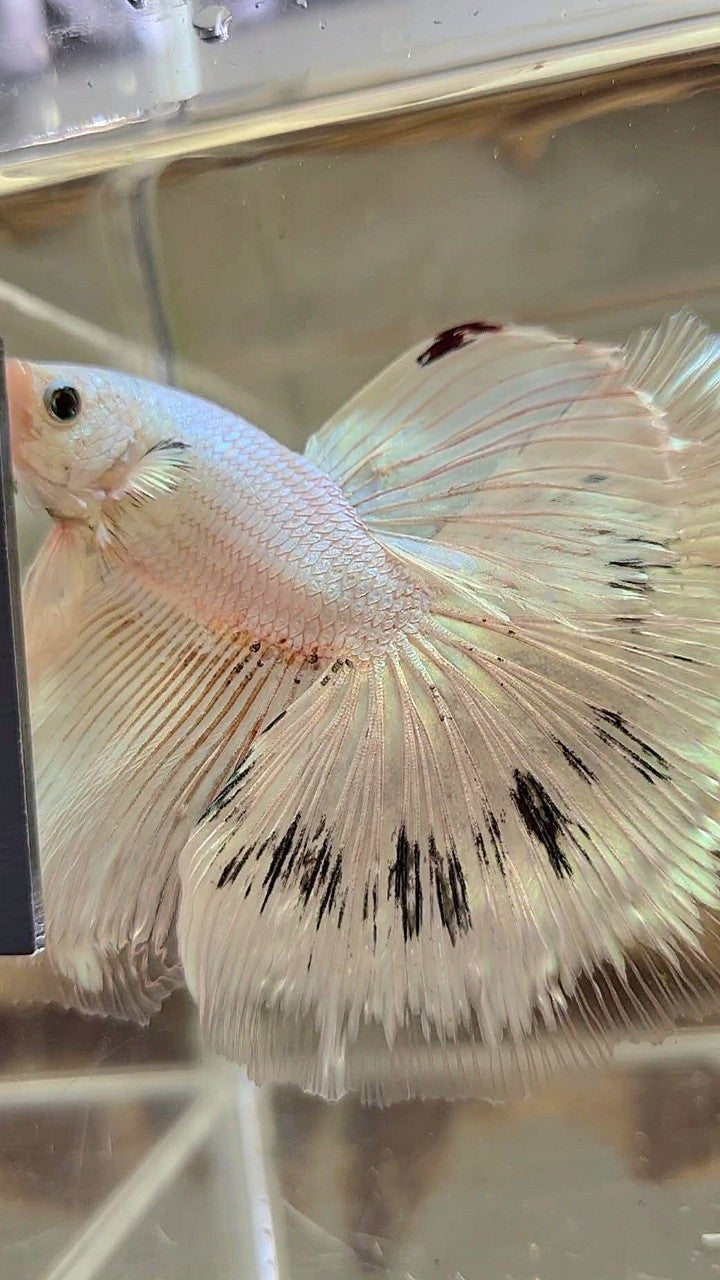 XL HALFMOON ROSETAIL WHITE BLACK WASH WHITE PLATINUM BETTA FISH