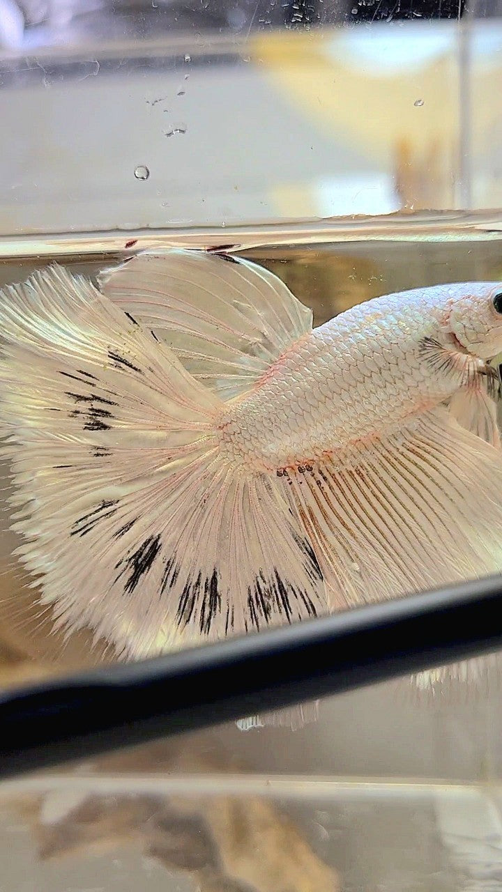 XL HALFMOON ROSETAIL WHITE BLACK WASH WHITE PLATINUM BETTA FISH