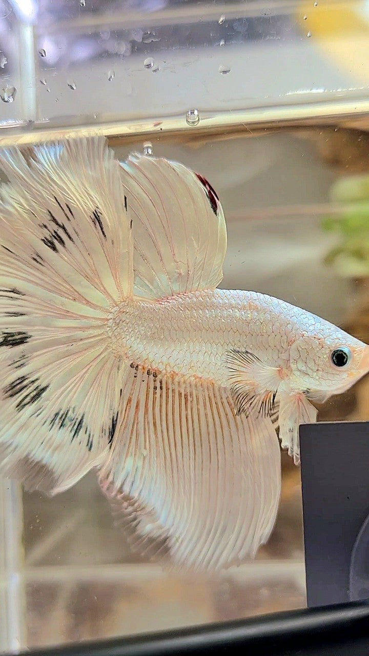 XL HALFMOON ROSETAIL WHITE BLACK WASH WHITE PLATINUM BETTA FISH