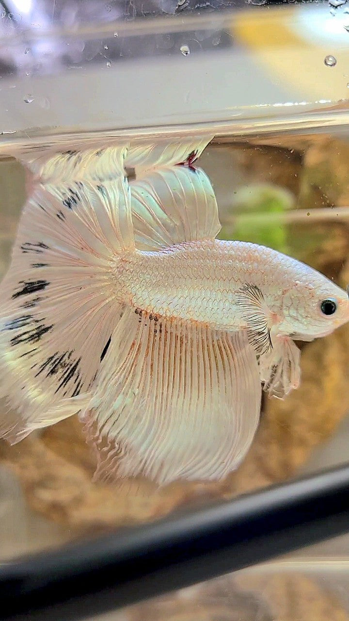 XL HALFMOON ROSETAIL WHITE BLACK WASH WHITE PLATINUM BETTA FISH