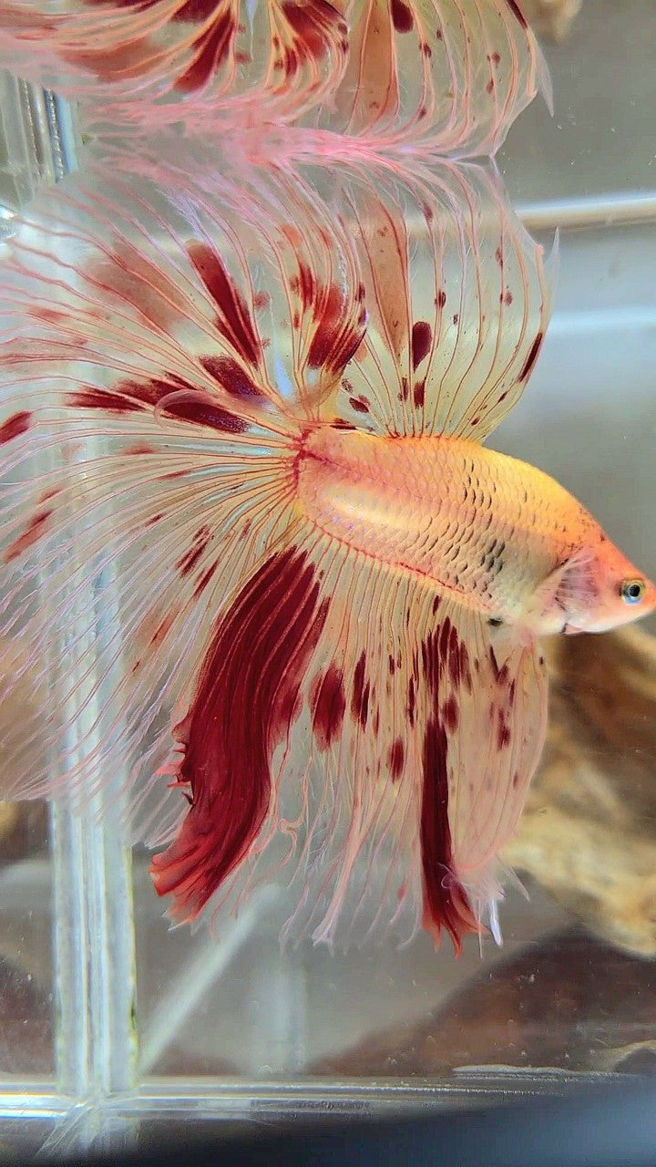 XL HALFMOON OVERTAIL ROSETAIL ARMAGEDDON VANDA BETTA FISH