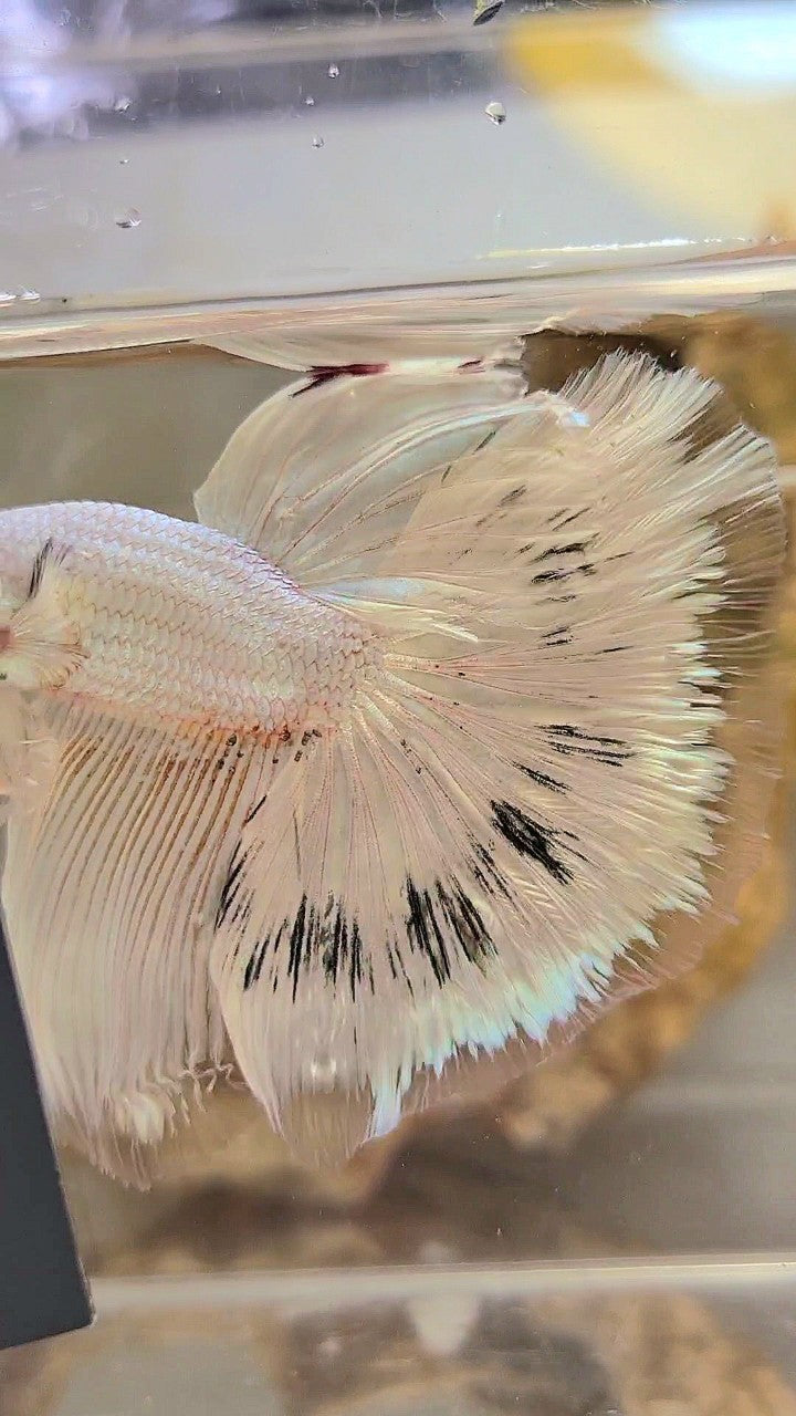 XL HALFMOON ROSETAIL WHITE BLACK WASH WHITE PLATINUM BETTA FISH