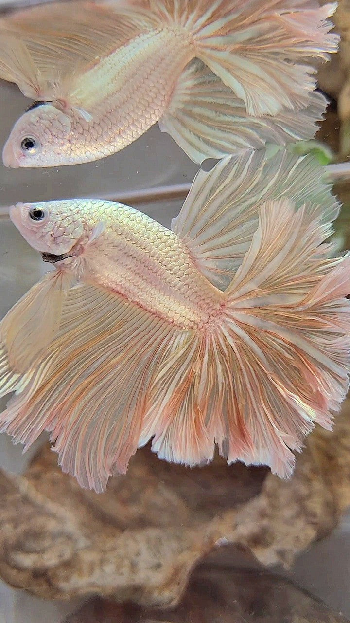 XL HALFMOND FEDERSCHWANZ DRACHE WEICHER GOLD PLATIN BETTA FISCH