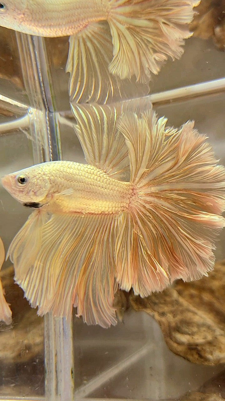 XL HALFMOON FEATHER TAIL DRAGON SOFT GOLD PLATINUM BETTA FISH