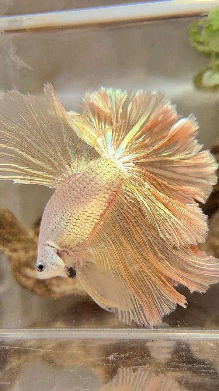 XL HALFMOON FEATHER TAIL DRAGON SOFT GOLD PLATINUM BETTA FISH