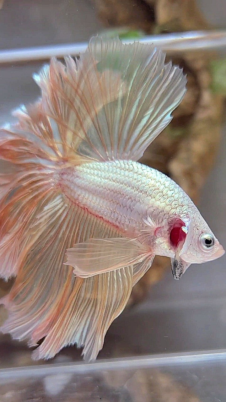 XL HALFMOND FEDERSCHWANZ DRACHE WEICHER GOLD PLATIN BETTA FISCH