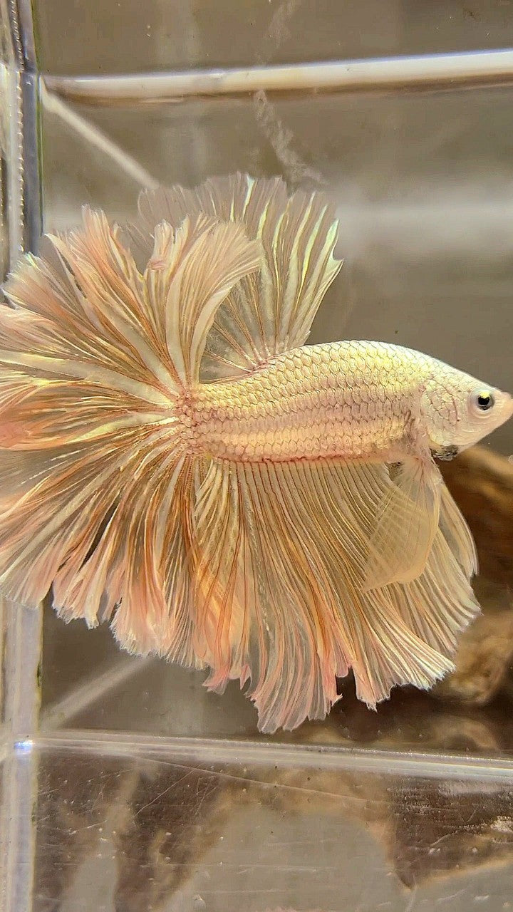 XL HALFMOON FEATHER TAIL DRAGON SOFT GOLD PLATINUM BETTA FISH