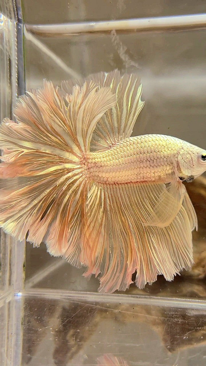 XL HALFMOON FEATHER TAIL DRAGON SOFT GOLD PLATINUM BETTA FISH