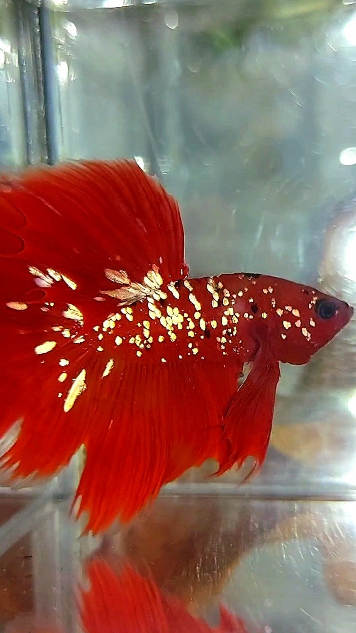 HALFMOON ROSETAIL RED GOLD GALAXY RGG BETTA FISH