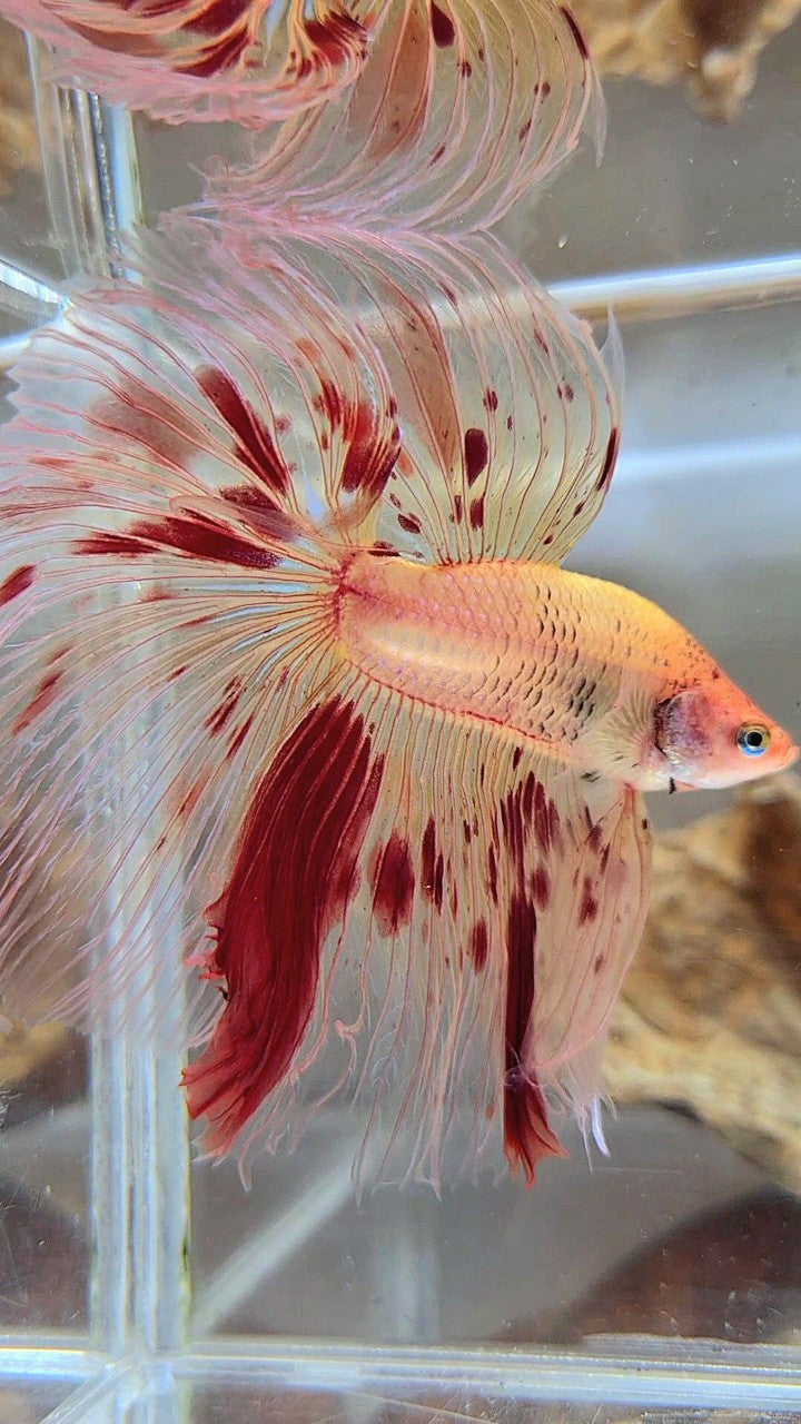 XL HALFMOON OVERTAIL ROSETAIL ARMAGEDDON VANDA BETTA FISH