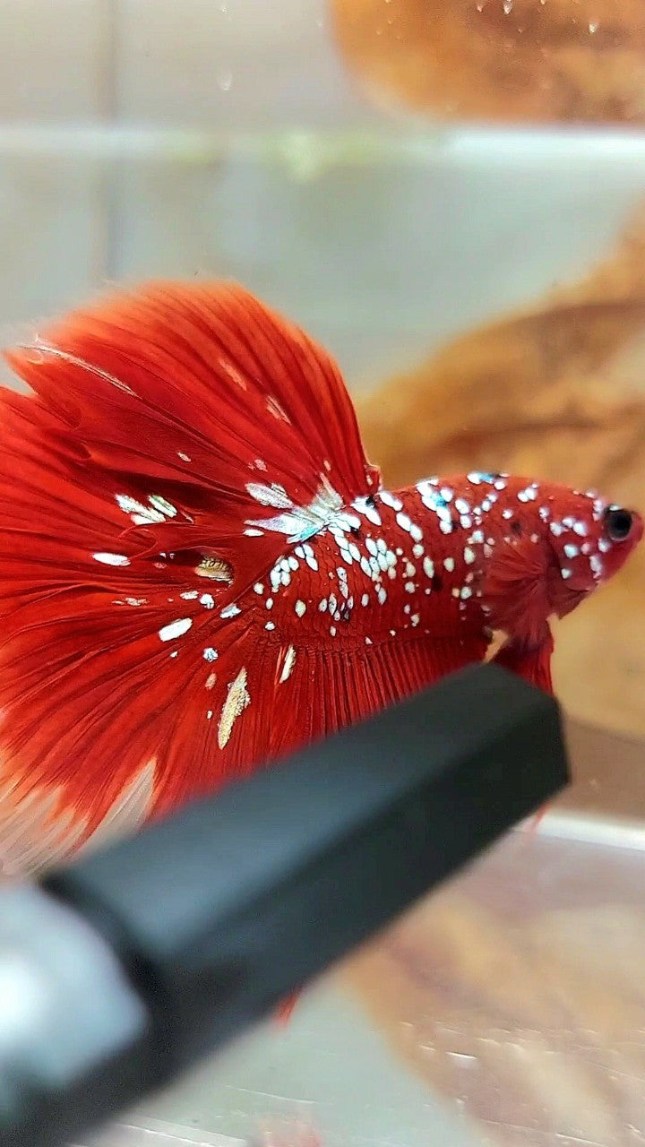 HALFMOON ROSETAIL RED GOLD GALAXY RGG BETTA FISH