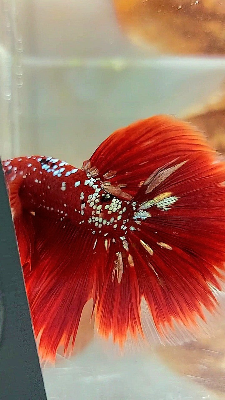 HALFMOON ROSETAIL RED GOLD GALAXY RGG BETTA FISH