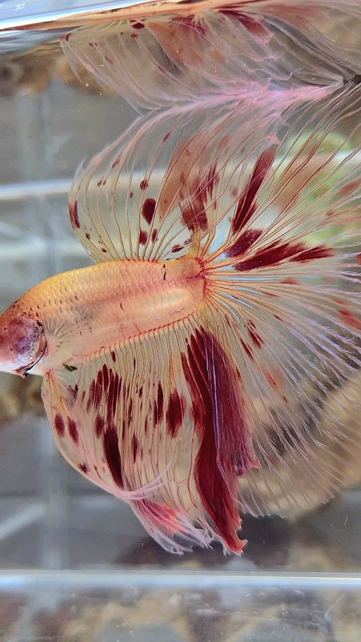 Vanda Color Betta XL HALFMOON OVERTAIL ROSETAIL ARMAGEDDON VANDA BETTA FISH – Rare Betta ...