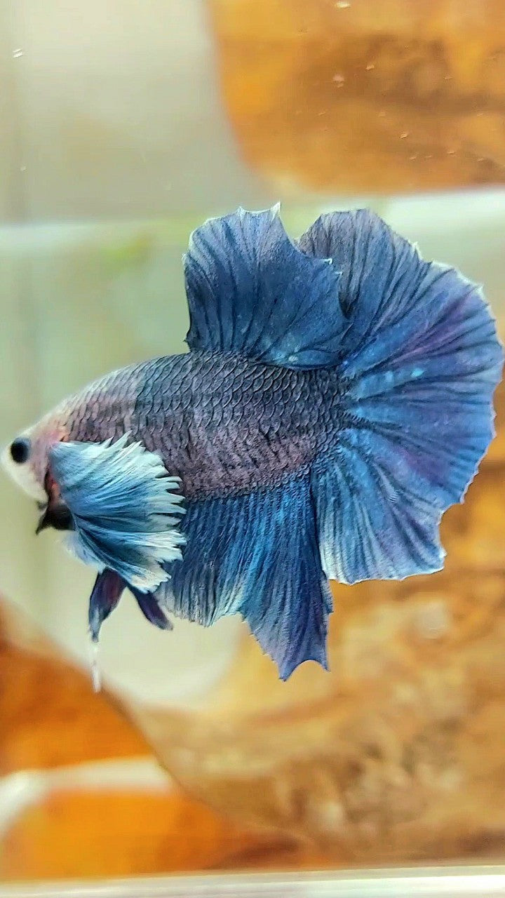 PLAKAT DUMBO EAR BLUE GRIZZLE BETTA FISH