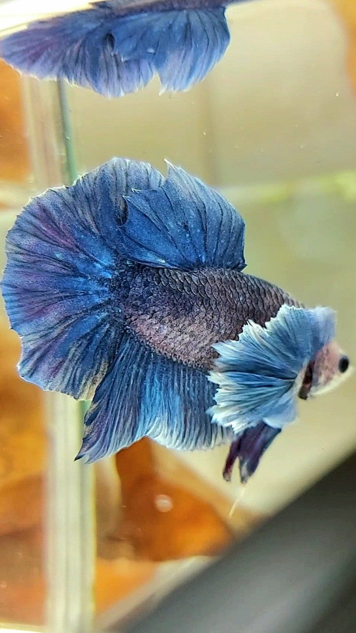 PLAKAT DUMBO EAR BLUE GRIZZLE BETTA FISH