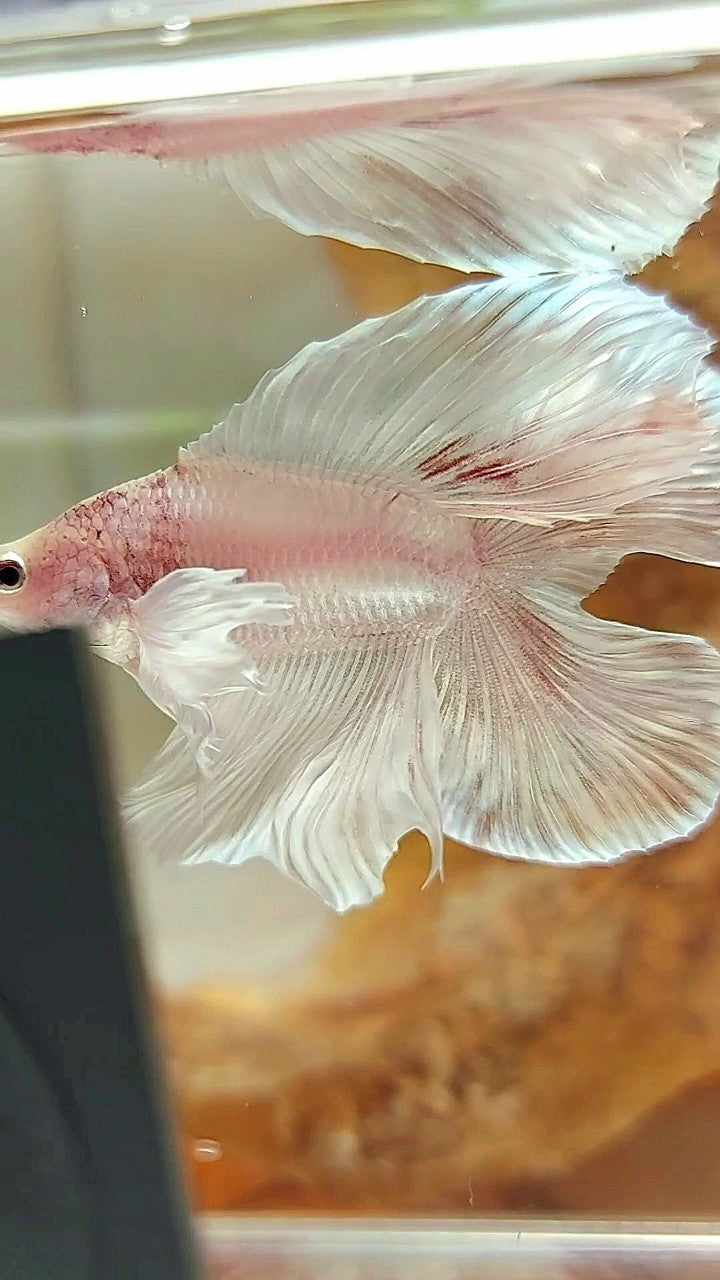 HALFMOON DOUBLE TAIL DUMBO EAR WHITE PLATINUM WASH BETTA FISH