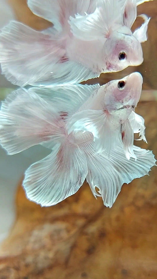 HALFMOON DOUBLE TAIL DUMBO EAR WHITE PLATINUM WASH BETTA FISH