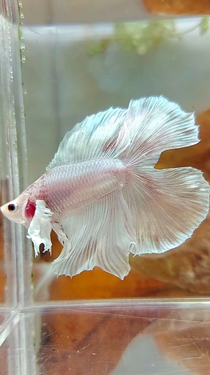 HALFMOON DOUBLE TAIL DUMBO EAR WHITE PLATINUM WASH BETTA FISH