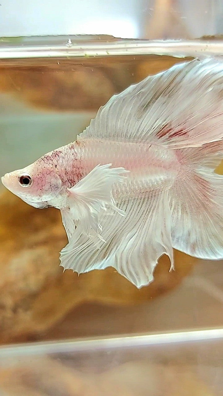 HALFMOON DOUBLE TAIL DUMBO EAR WHITE PLATINUM WASH BETTA FISH