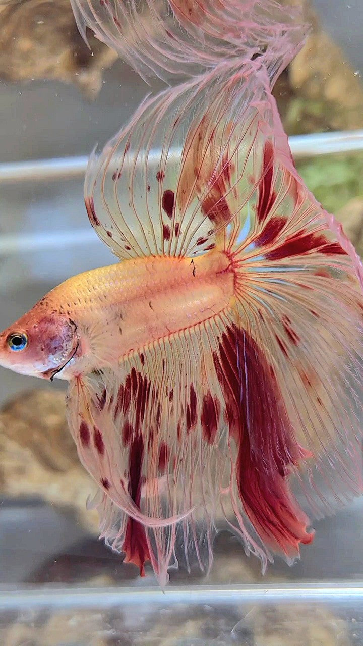 XL HALFMOON OVERTAIL ROSETAIL ARMAGEDDON VANDA BETTA FISH