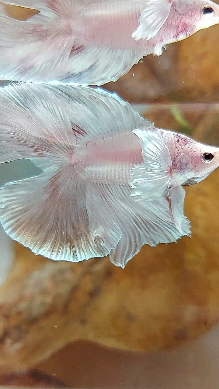 HALFMOON DOUBLE TAIL DUMBO EAR WHITE PLATINUM WASH BETTA FISH