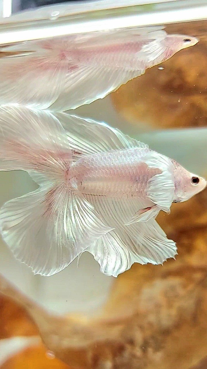 HALFMOON DOUBLE TAIL DUMBO EAR WHITE PLATINUM WASH BETTA FISH