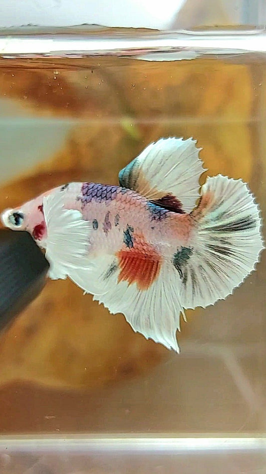 PLAKAT DUMBO EAR WHITE COPPER MULTICOLOR BETTA FISH