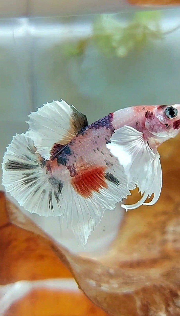 PLAKAT DUMBO EAR WHITE COPPER MULTICOLOR BETTA FISH