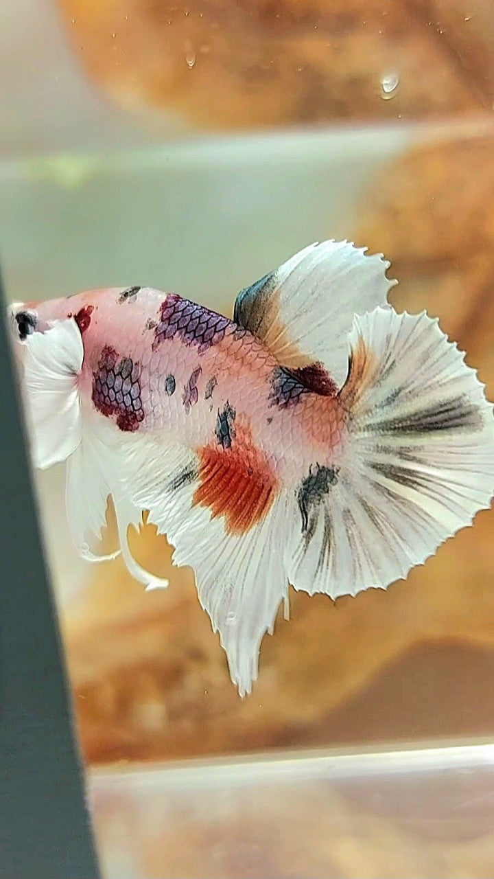 PLAKAT DUMBO EAR WHITE COPPER MULTICOLOR BETTA FISH