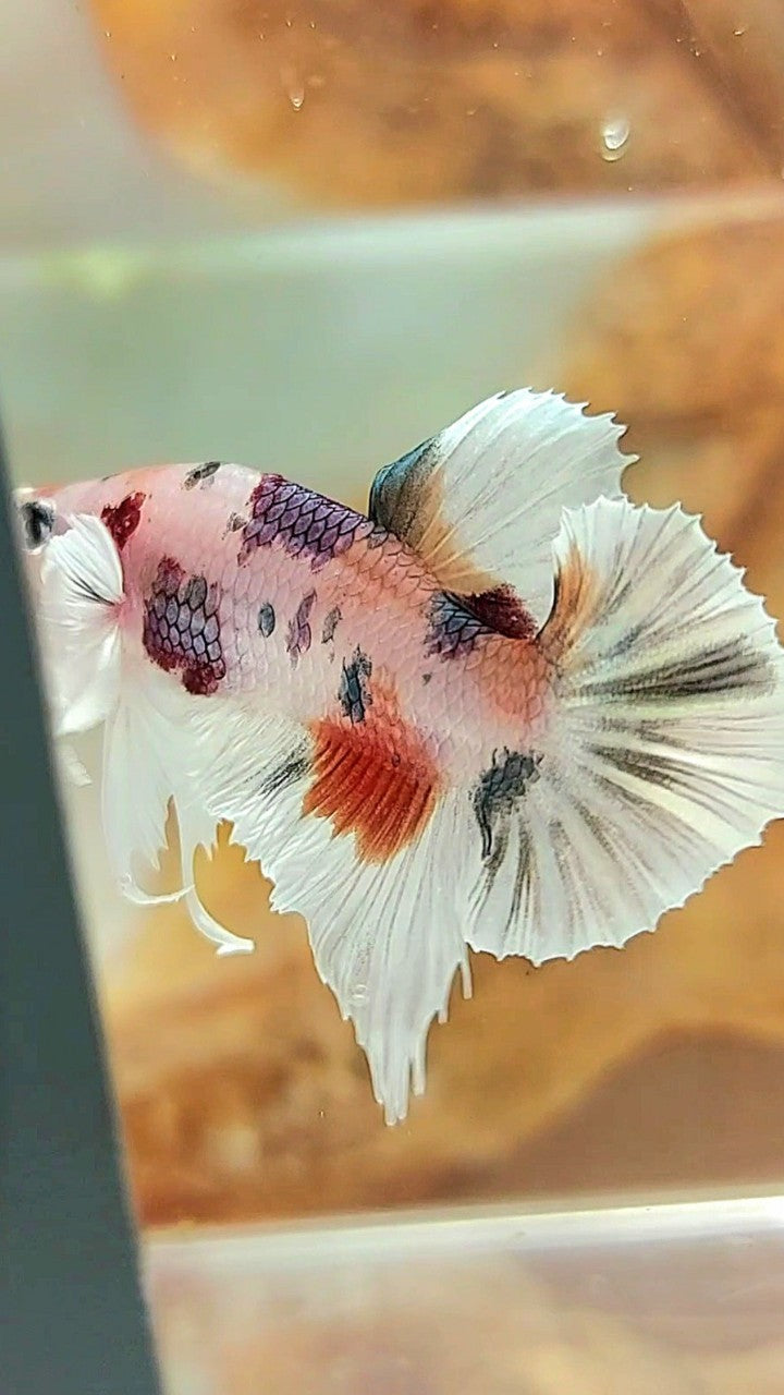 PLAKAT DUMBO EAR WHITE COPPER MULTICOLOR BETTA FISH